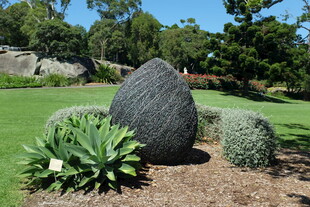 户外景观中的特色岩石植物