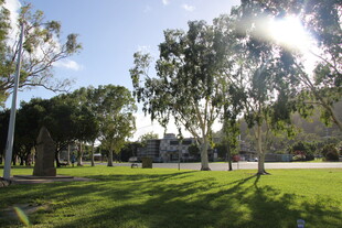 阳光草地树木的校园景致