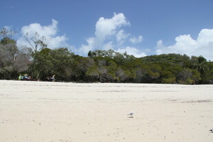 沙滩绿树蓝天美丽景致