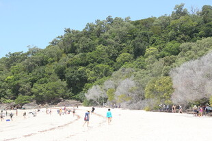 热闹的沙滩与葱郁山林