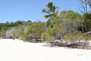 美丽沙滩与岸边葱郁树木