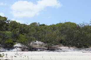 沙滩边的葱郁树林