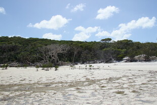 沙滩与绿树的自然景致