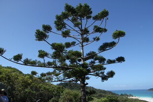 海边挺拔松树与蓝天美景