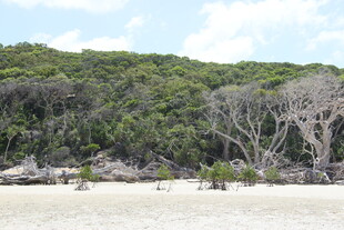 海岸边郁郁葱葱的植被景观