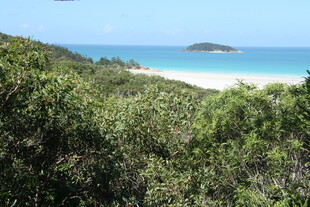 海岸边的葱郁植被与海景