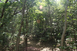 阳光照耀下的茂密森林小径