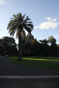 道路旁的高大棕榈树