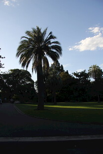 阳光下的棕榈树与绿地