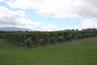 广阔果园绿意盎然