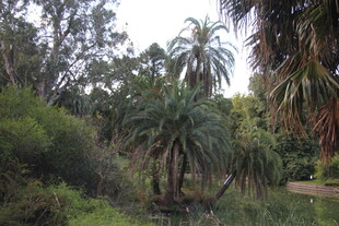 热带丛林中的多样绿植景观