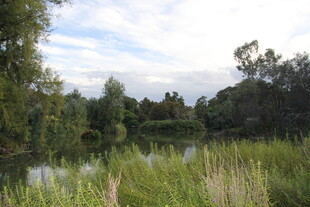 湖畔绿意盎然的自然景致