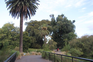 公园林荫步道景观