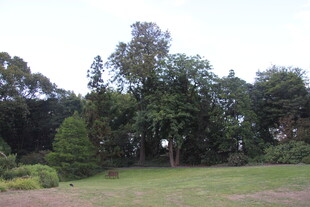 户外绿意盎然的自然场景