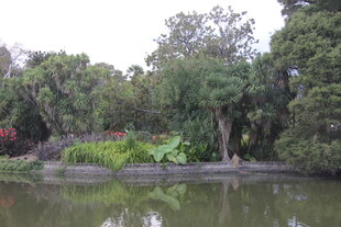 湖畔绿植环绕的静谧景致