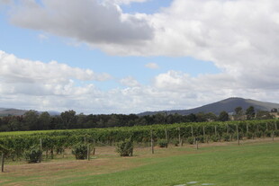 田园风光中的葡萄种植园