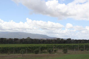 田园风光中的葡萄种植园