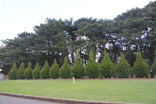 绿树成荫的开阔草地景观