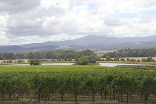 田园风光中的葡萄园美景