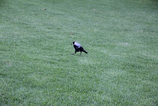 草地上独自行走的鸟儿
