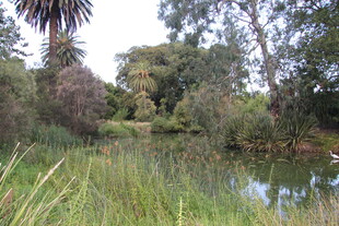 宁静溪边的自然植被景观