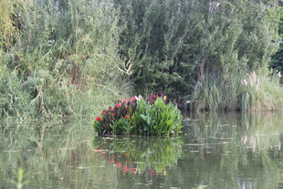 湖畔绿植映于平静水面