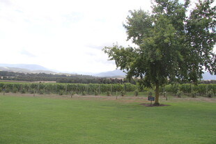 绿意盎然的户外田园风光