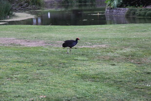 草地上独行的黑鸟