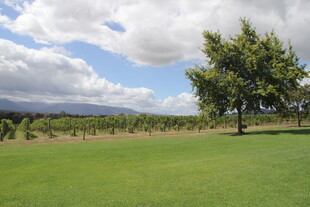 绿野孤树 田园风光美景