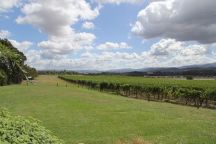 田园绿野风光景色宜人