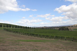 广袤田野与蓝天白云景观