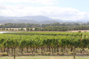 田园风光中的葡萄种植园