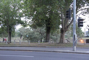 城市街道旁的绿树与交通灯