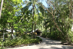 林间小道 绿意盎然的自然景