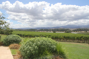 田园风光中的绿植与远空