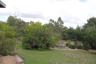 宁静庭院绿植景观