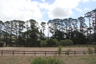 乡村田野旁的树木景观