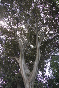 高大树木的分叉树干