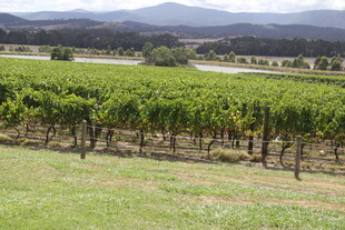田园葡萄园风景