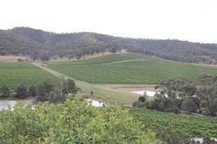 田园风光中的翠绿山丘