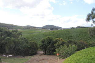 山间绿意盎然的茶园风光