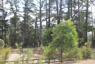 林间景致 绿意盎然的自然地