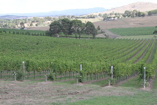 田园风光中的整齐葡萄园