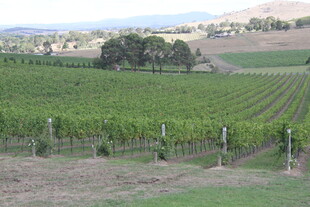 广阔葡萄园风光