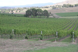 田园风光中的整齐葡萄园