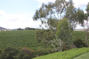 绿意盎然的田园风光