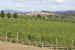 广阔葡萄园风光