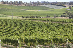 广袤葡萄园风景如画