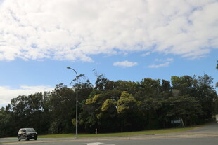 郊外绿树旁的开阔道路