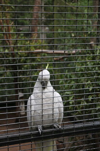 笼中白鹦鹉